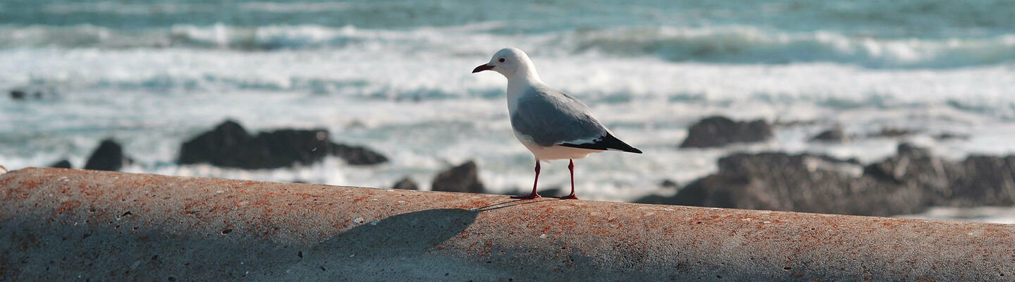 Nsri bird banner2